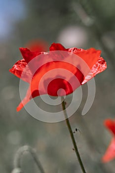 Striking Red Poppy Flower in Soft Focus