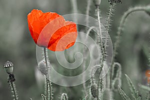 Striking Red Poppy in a Monochromatic Setting photo