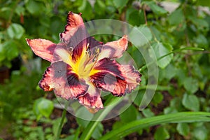 Striking red Reblooming Daylily flower blooms, vibrant color contrasting beautifully against the lush green foliage of the garden.