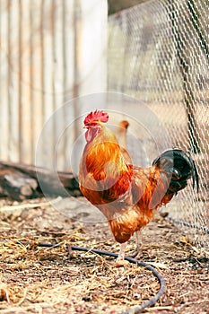 Striking red rooster strutting his stuff in the chicken coop