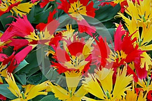 Striking red and yellow hybrid Tulip cultivar flowers with serrated fringed edges