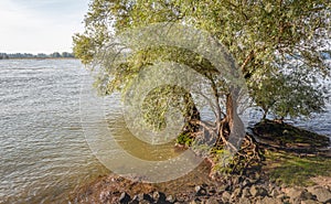 Striking roots of a willow tree at the edge of a wide river