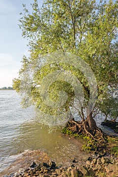 Striking roots of a willow tree at the edge of a wide river
