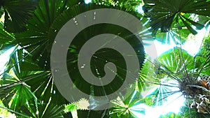 striking round leaf of a fan palm