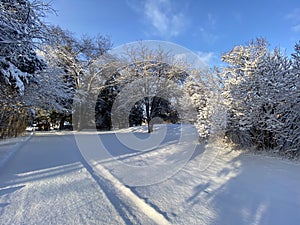 Striking Snow Trees