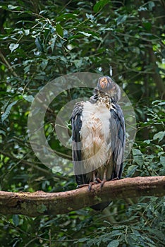 Striking South American King Vulture bird with orange beak