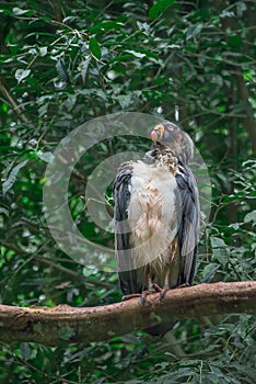 Striking South American King Vulture bird with orange beak