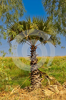 The striking trunk of a Carnauba wax palm