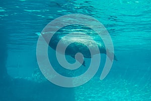 Striking view of a single California sea lion as it swims in its habitat at the Point Defiance Zoo