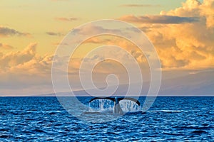 A striking whale tail seen from a whale watch boat at sunset on Maui.