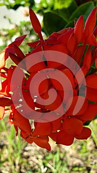 Strikingly Beautiful Red Flower