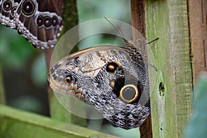 A strikingly colored butterfly with an eye on the wings