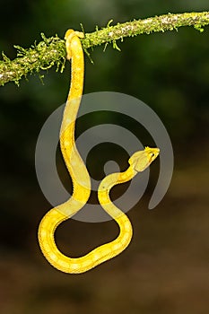A strikingly colored yellow and white Eyelash Pit Viper, Bothriechis schlegelii, coiled in a tree and vine in Costa Rica,
