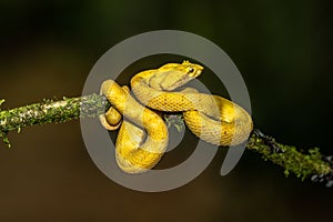 A strikingly colored yellow and white Eyelash Pit Viper, Bothriechis schlegelii, coiled in a tree and vine in Costa Rica,