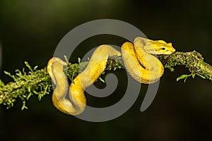 A strikingly colored yellow and white Eyelash Pit Viper, Bothriechis schlegelii, coiled in a tree and vine in Costa Rica,