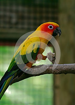 Strikingly colorful, a Sun Conure- a type of parakeet- eats a snack in its cage