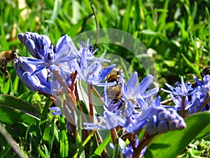 Strikingly-dense, pyramidal racemes of starry mid-blue to lilac flowers are held erect over bright green strappy foliage. photo