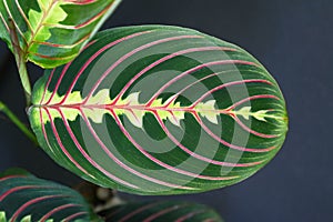 Strikingly marked exotic `Maranta Leuconeura Fascinator Prayer Plant` leaf with red veins