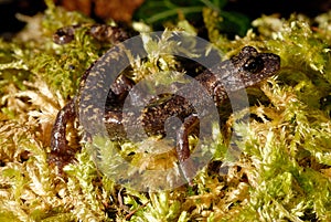 Strinati's cave salamander Speleomantes strinatii