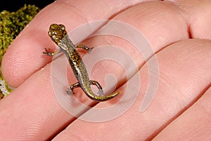 Strinati's cave salamander Speleomantes strinatii