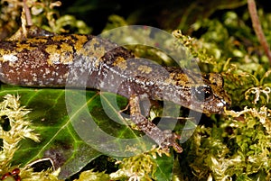 Strinati's cave salamander Speleomantes strinatii photo