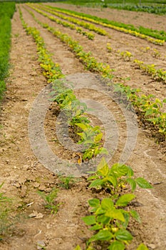 string bean growing in the field in straight rows