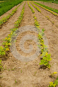 string bean growing in the field in straight rows