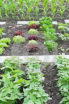 String bean and lettuce plants