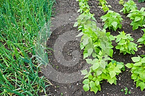 String bean and onion plants