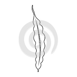 String bean outline isolated on white background