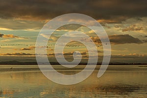 A string of birds flying over Lake Albufera