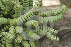 String of buttons close up