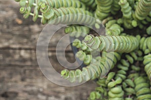 String of buttons plant close up