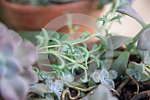 String of Dolphin Succulent