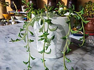 String of dolphins, dolphin plant or Senecio hippogriff in a white decorative pot with beautiful background