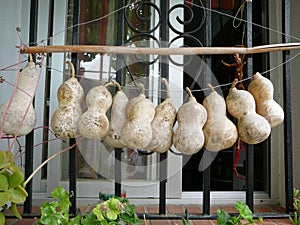 String of dried calabas