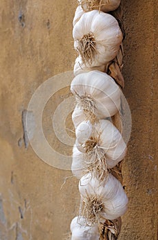 String of garlic bulbs