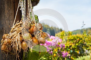 A string of golden onions hanging to dry outside