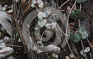 String of Hearts or Ceropegia Woodii