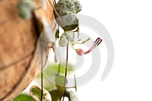 String of Hearts houseplant in bloom over white