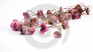 String of Hearts plant with dried pink flowers isolated on white background