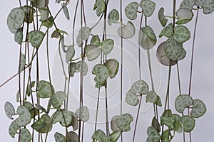 String of Hearts, Rosary Vine Ceropegia woodii, Ceropegia linearis ssp. woodii