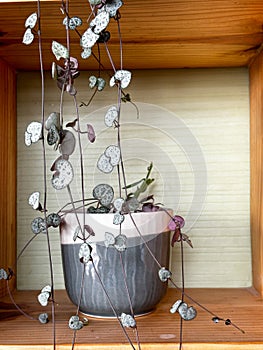 String of Hearts, Rosary Vine, Chain of Hearts, Hearts-on-a-string, sweetheart vine.