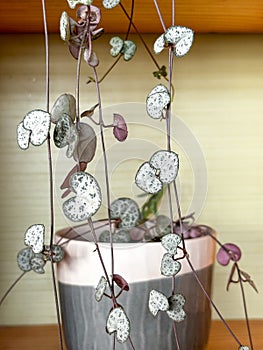 String of Hearts, Rosary Vine, Chain of Hearts, Hearts-on-a-string.