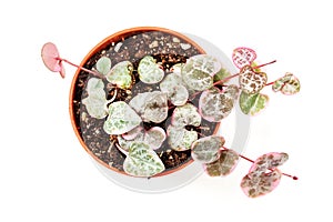 String of hearts young ceropegia plant in a pot