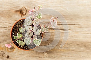 String of hearts young ceropegia plant in a pot