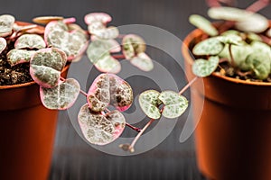 String of hearts young ceropegia plant in a pot