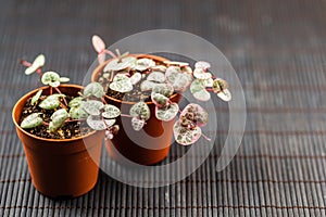 String of hearts young ceropegia plant in a pot