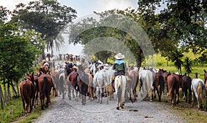 String of horses on a small road in Costa Rica