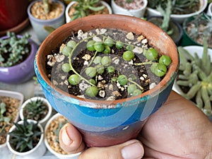 String of pearls Curio rowleyanus succulents in a terracotta pot holding in hand